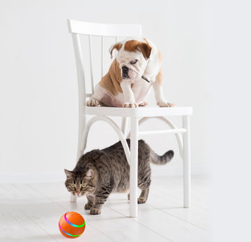 Intelligent Ball USB Cat Toys Self Rotating Ball